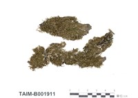 藏品(耳葉蘚屬)的圖片